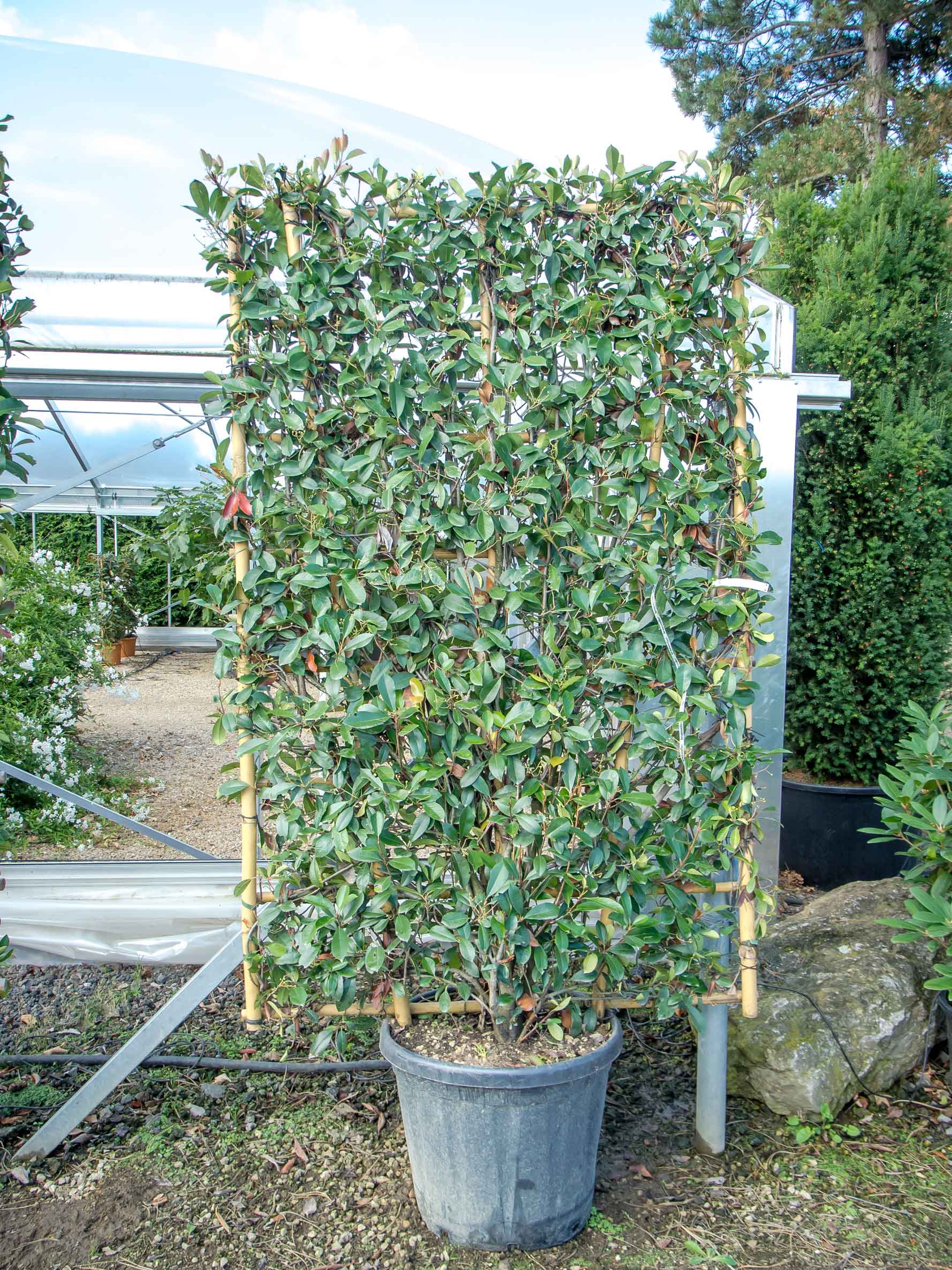 Glanzmispel "Red Robin" Photinia Red Robin Baumschule
