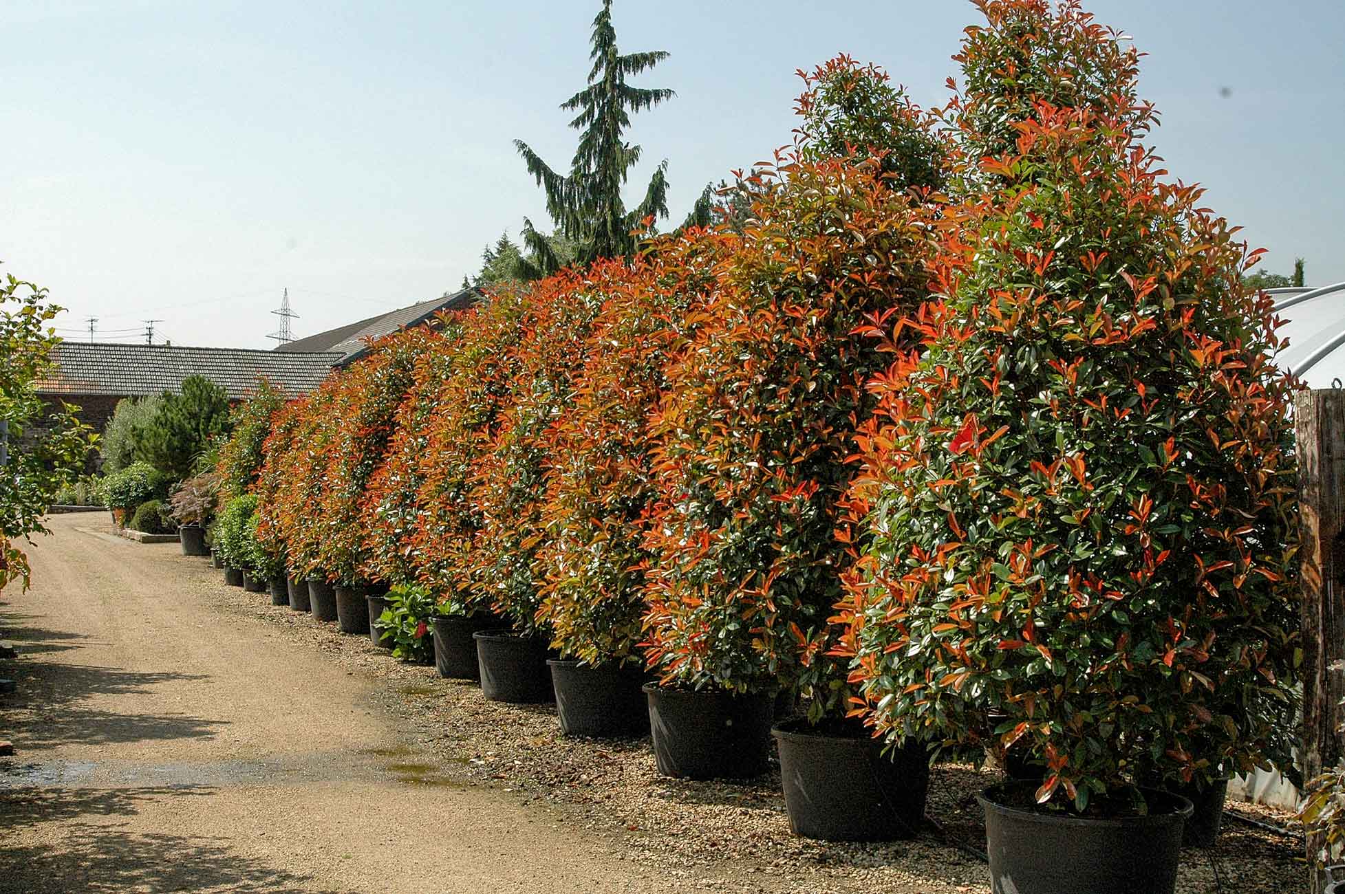 Glanzmispel "Red Robin" Photinia Red Robin Baumschule