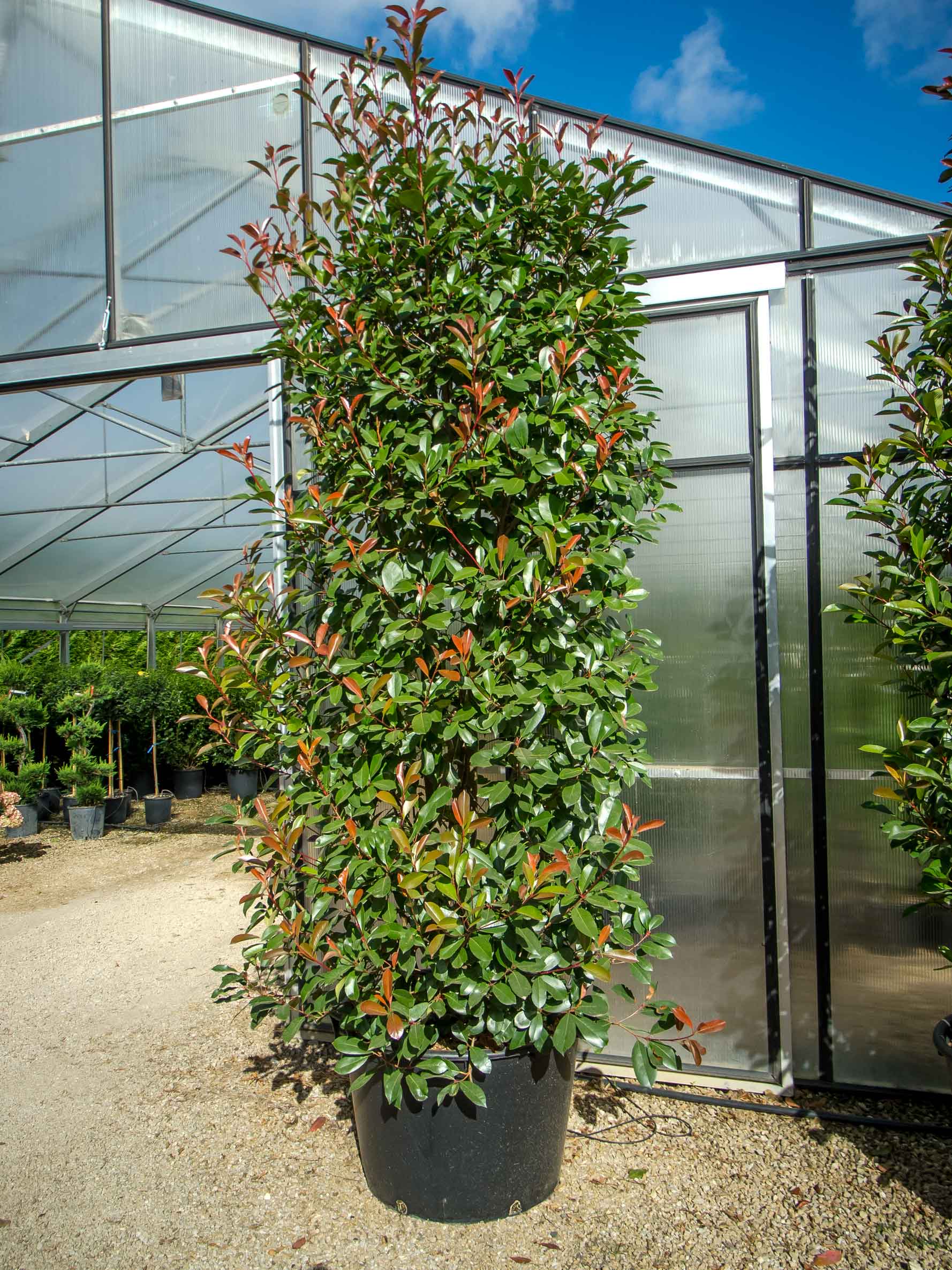 Glanzmispel "Red Robin" Photinia Red Robin Baumschule